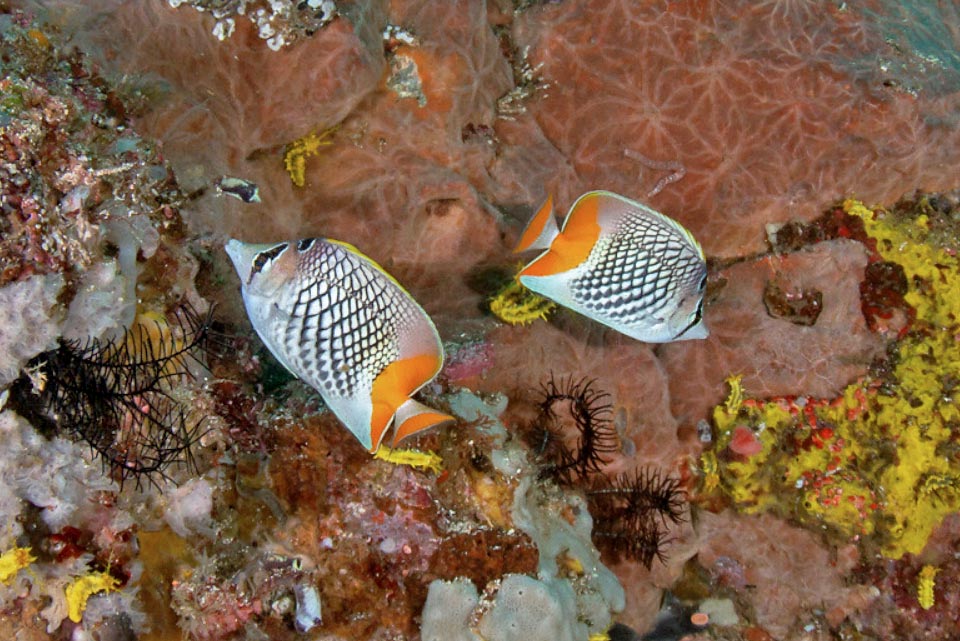 On le rencontre en couple surtout pendant la période de reproduction. La fécondation s'effectue pendant la nage. Les œufs sont ensuite confiés aux courants