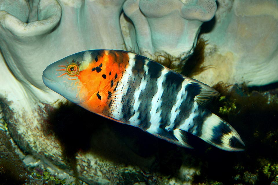 Then it gets longer on the sides while the red zone stretches towards the back colouring the pectoral fins and the pelvic 