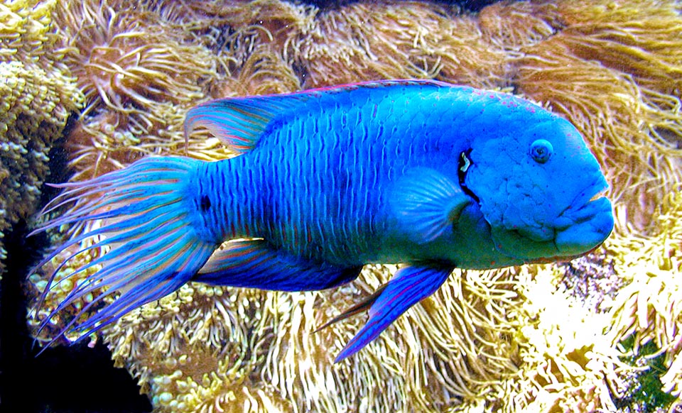 Alcanzan los 50 cm y viven solos o con un pequeño harén de 4-8 hembras. Hay ejemplares totalmente azules, presentes a menudo en los grandes acuarios públicos