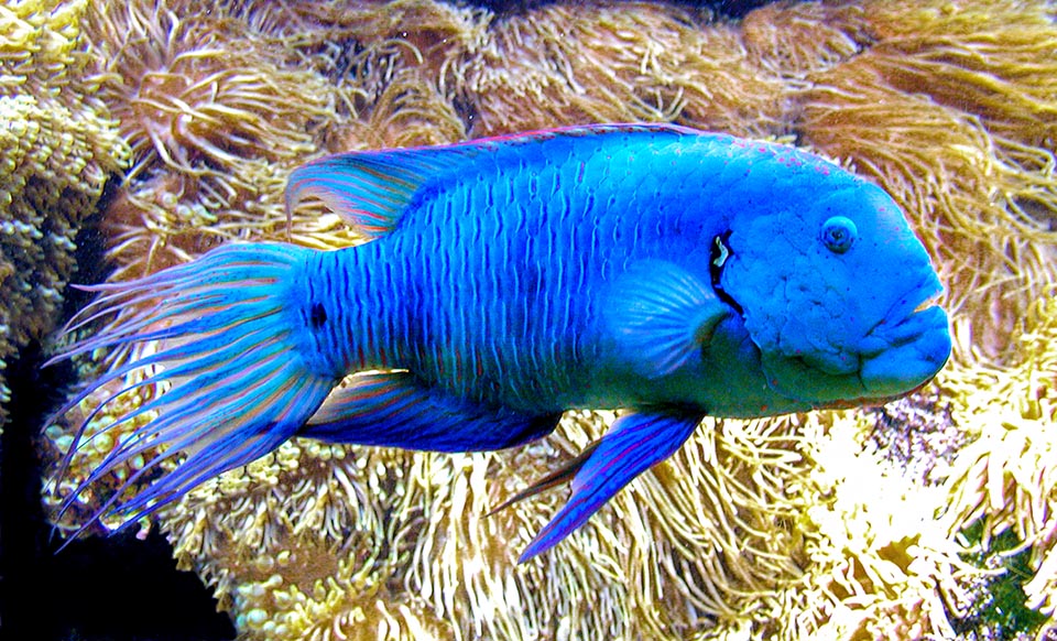 Ils atteignent 50 cm et vivent seuls ou avec un petit harem de 4-8 femelles. Les individus tout bleus, souvent présents dans les grands aquariums publics, ne sont pas rares