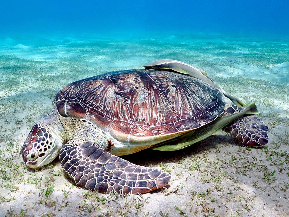 Only herbivorous marine turtle, its nourishes mainly of phanerogams growing in shallow waters