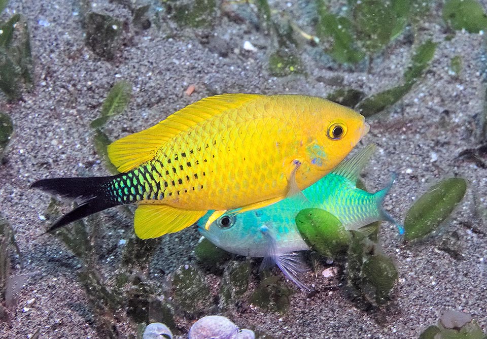 La livrea nuziale può essere anche gialla. Questo abile seduttore ha trovato subito una compagna. Scava una buca per le uova e le feconda 