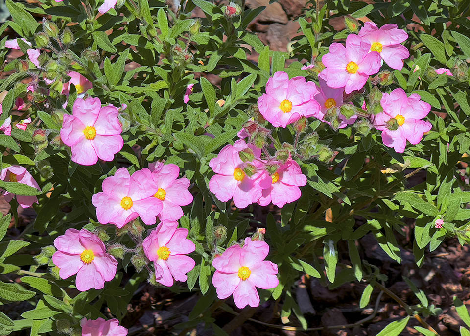 Cistus creticus Una varietà di Cistus creticus a fiori chiari, rosati, con foglie appuntite. Il margine è comunque segnato da un denso feltro biancastro.
