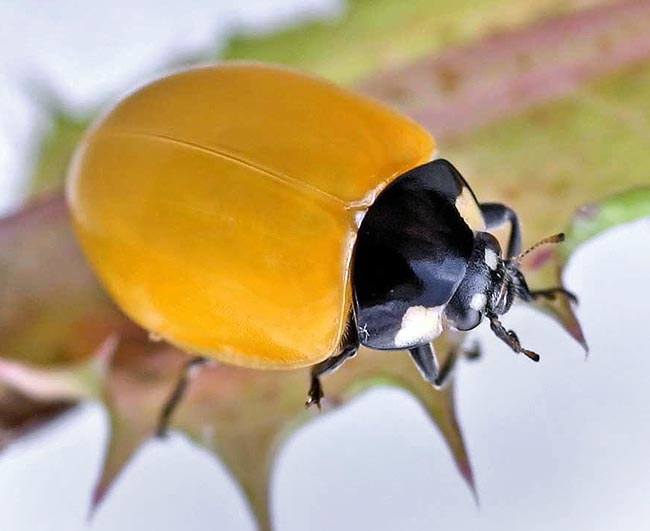 Coccinella septempunctata, Seven-spotted ladybug, Common ladybug, Coccinellidae