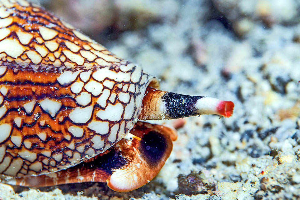 Cuando se mueve, sus ped&uacute;nculos oculares y el sif&oacute;n inhalatorio sobresalen de la parte frontal, transportando agua para la respiraci&oacute;n a una cavidad del manto.