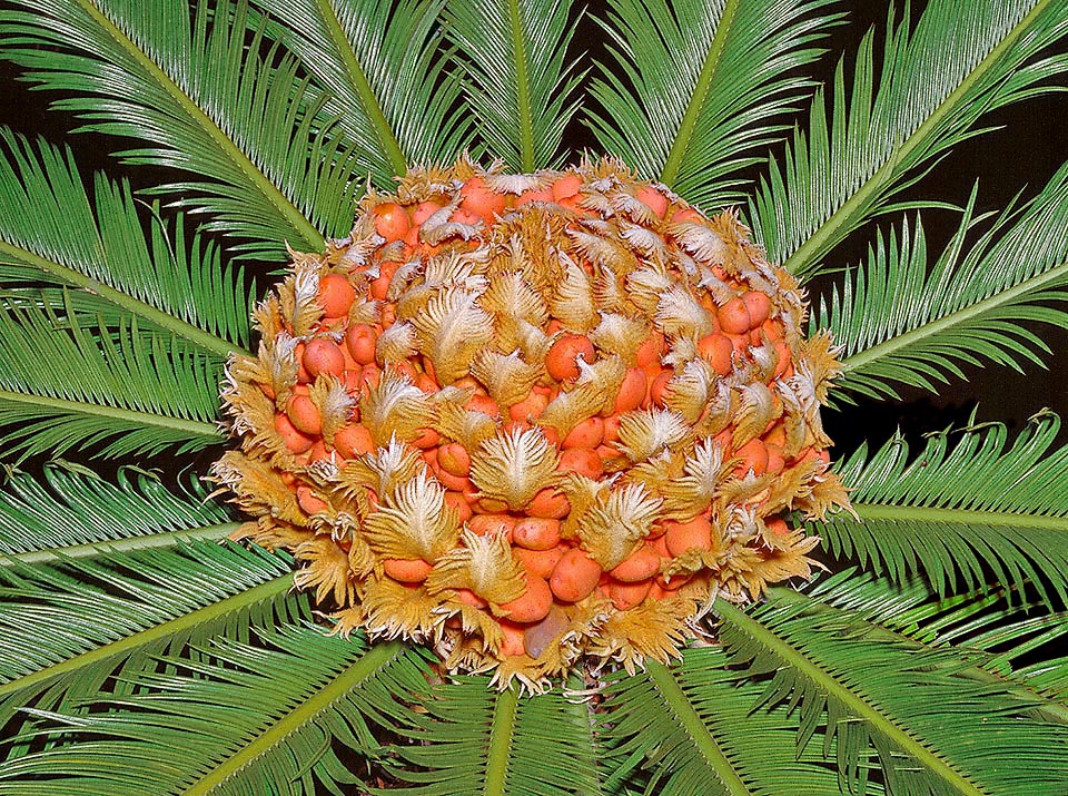 In fact they are not fruits but ovules in this Cycas revoluta waiting for pollination. The fecundation will occur later on the soil when this one has already fallen.
