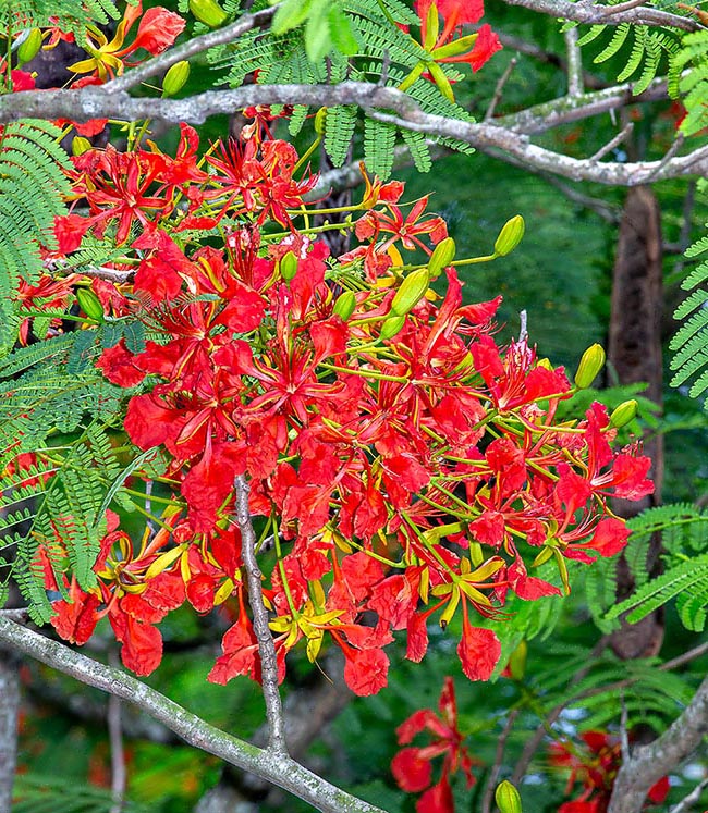 La floraison de Delonix regia, même si elle est moins abondante, accompagne longtemps les feuilles dans les régions humides.