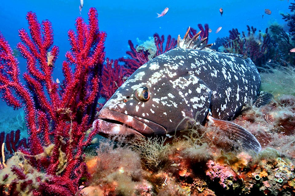 It is a solitary protogynous hermaphrodite species moving usually within the first 60 m of depth, even if the old individuals can go down up to about 300 m