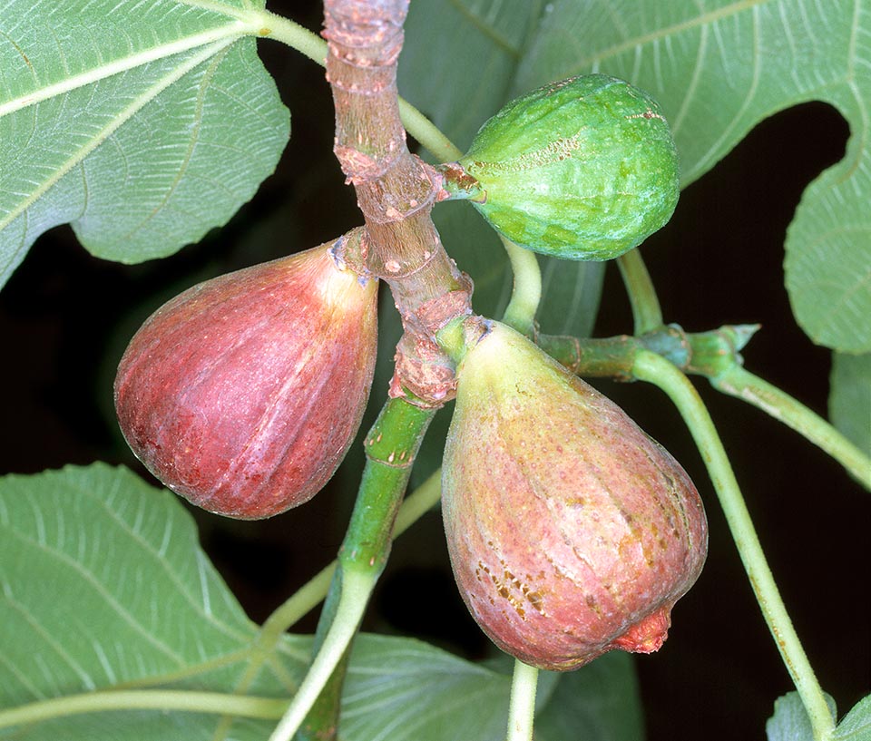 Ficus carica, Figuier commun, Moraceae