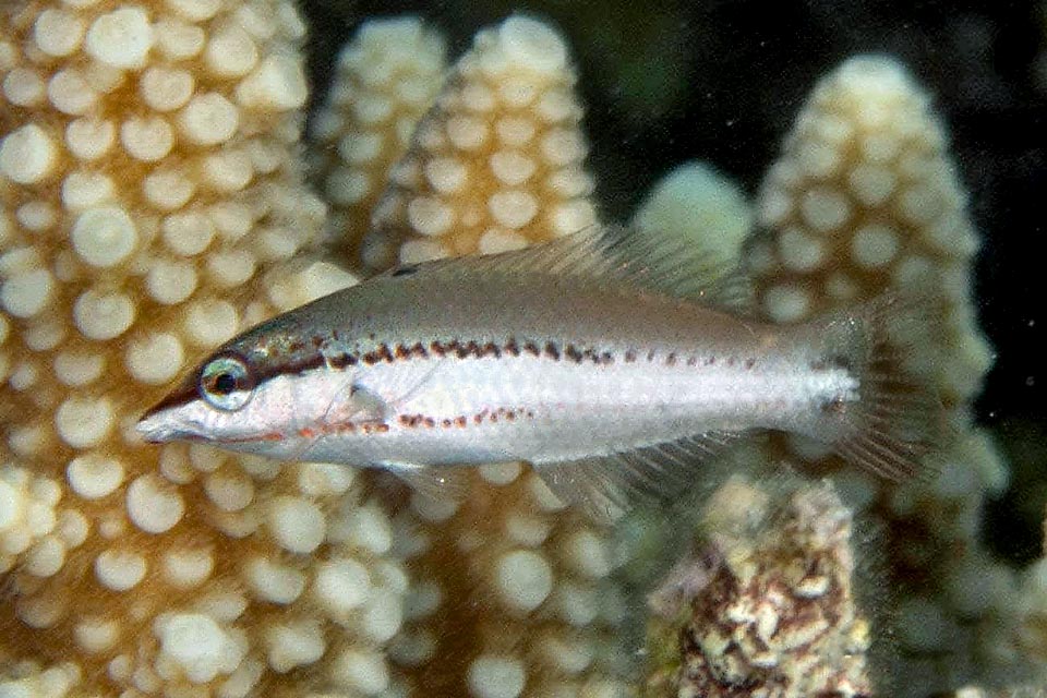 Gomphosus coeruleus, Labridae, Labre-oiseau indien