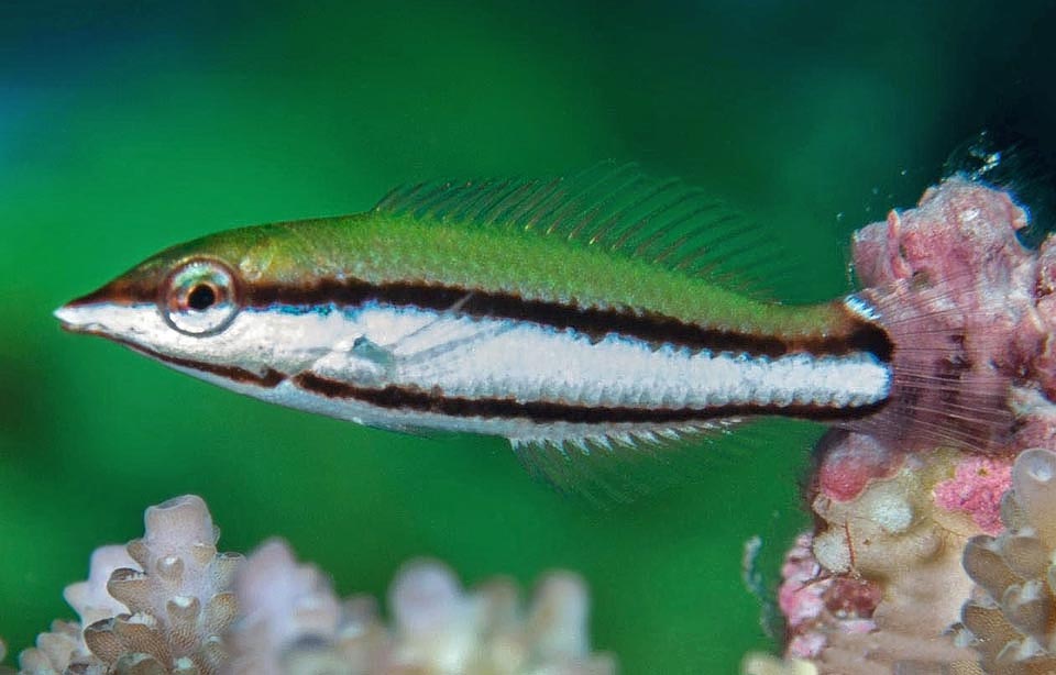 Gomphosus varius, Labridae, Bird wrasse 