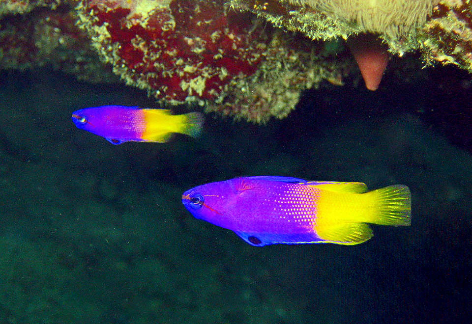 Gramma loreto Gramma loreto si muove sempre col ventre rivolto al substrato, e seguendo le sporgenze dei reef da così spesso l’impressione di nuotare capovolto.