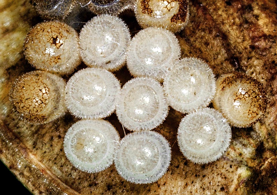 Ovation close-up. The clear and diaphanous look of the chorion, states that the eggs are now close to hatching