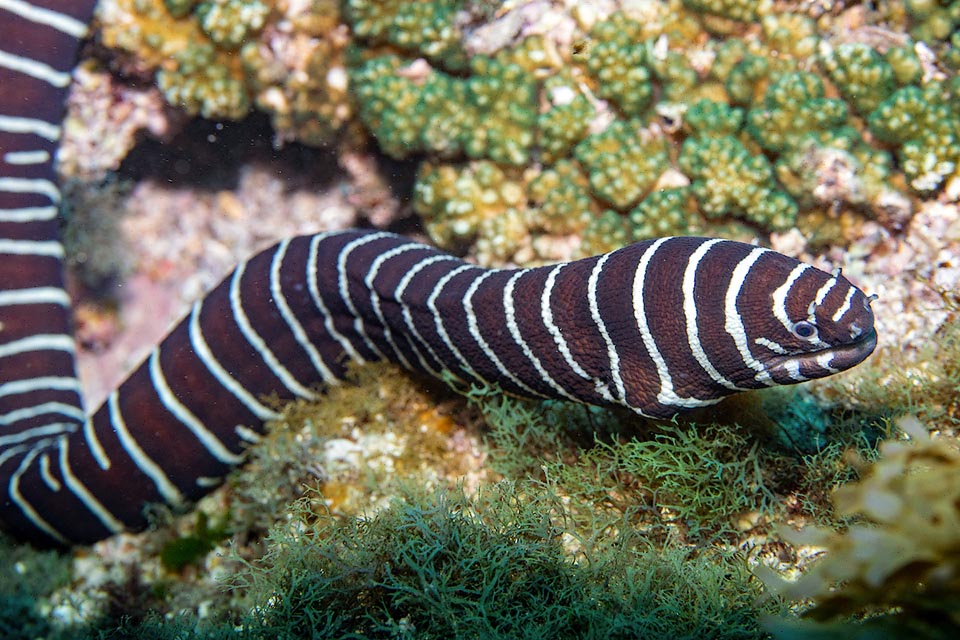 Gymnomuraena zebra chasse la nuit quand des crabes, des gastéropodes et des oursins quittent leur refuge car moins de prédateurs se déplacent alors.