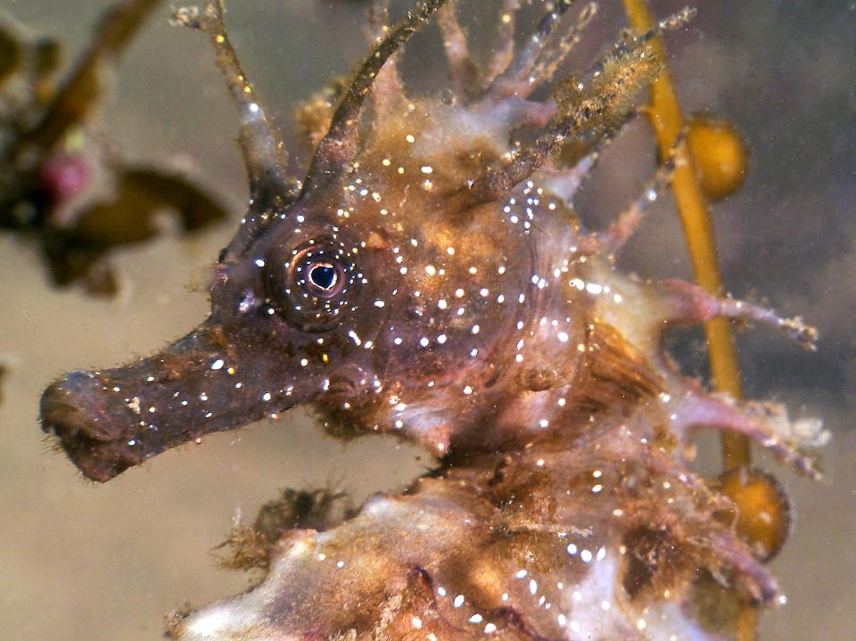 Hippocampus guttulatus camouflé