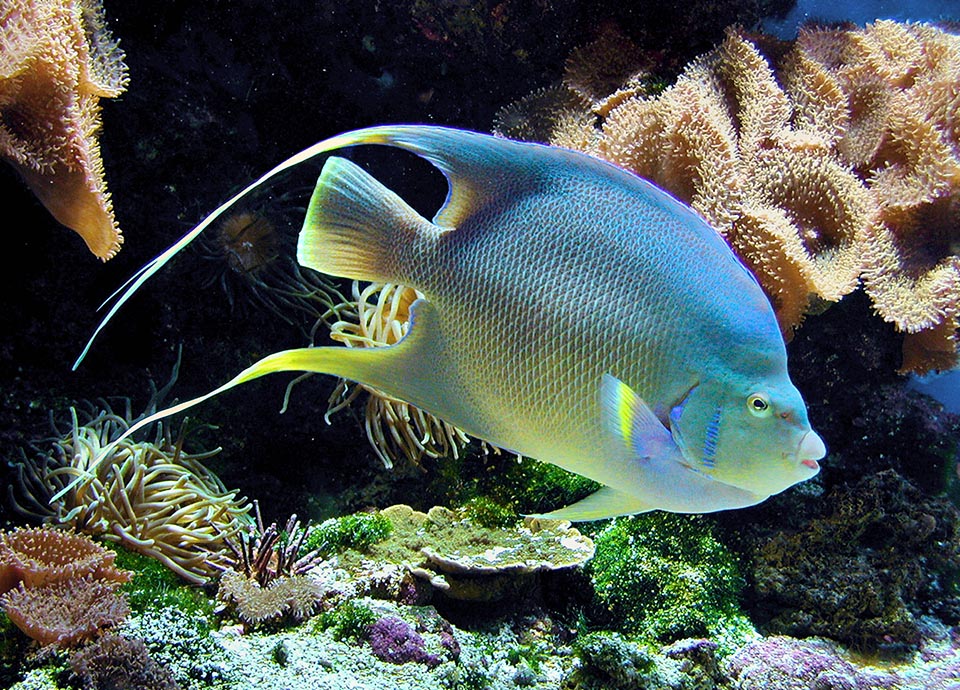 Holacanthus bermudensis anziano con lunga pinna dorsale e anale.