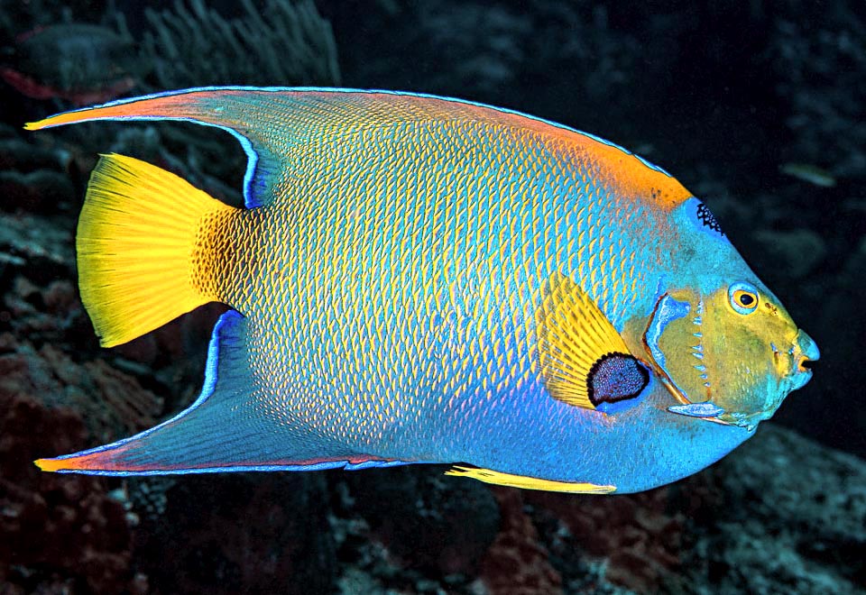 Holacanthus ciliaris livrée sombre.