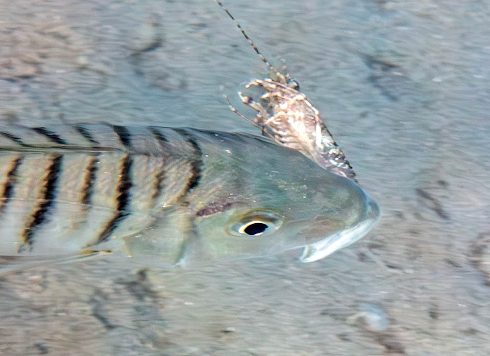 Lithognathus mormyrus, Marmora, Mormora Qui ha afferrato un crostaceo, ma la mormora si nutre anche di piccoli pesci, bivalvi, vermi policheti, ricci e stelle di mare.