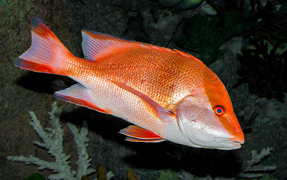 The adults, with faded mimetic bands, are practically red with white belly. In reproductive gatherings the males fecundate together thousands of eggs entrusted to currents.