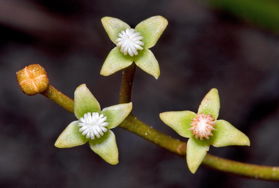 The flowers are merged in panicle inflorescences up to 40 cm long. The male flowers have commonly 4 tepals and stamens with the filaments fused in a short column 