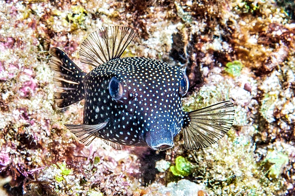 Ostracion meleagris juvenile