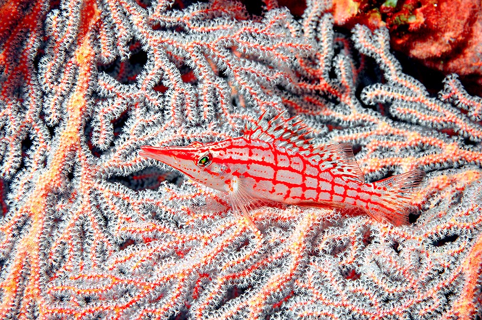 Le quadrillage rouge et voyant de sa livrée est en réalité très mimétique parmi les branches multicolores des coraux où il chasse en embuscade.