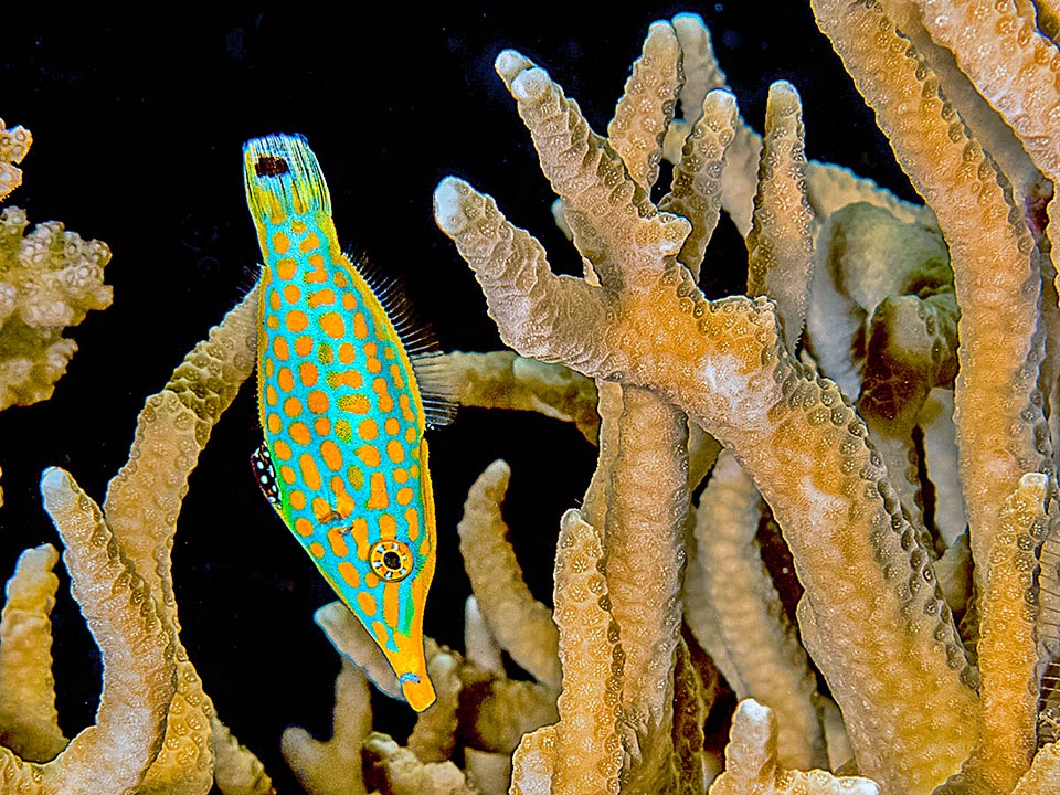 Quand Oxymonacanthus longirostris se met, comme il aime le faire, la tête en bas parmi les madrépores il ressemble en effet à tout moins qu'à un poisson.