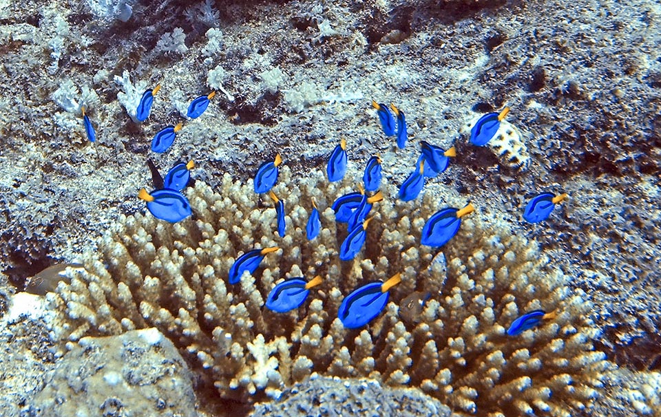 The jouveniles Paracanthurus hepatus, who feed on plankton, often take shelter in the cespitose ramifications of Pocillopora eydouxi or other madrepores of the genus Acropora.