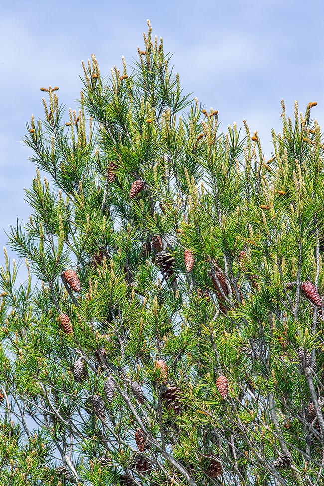 Crown of Pinus halepensis loaded with cones ad various developmental stages. The ripening of seeds occurs in the autumn of the second year and dissemination could begin in the following year but, winter but most cones do not open for several years remaining on the tree or, closed, on the ground (serotinous cones) 