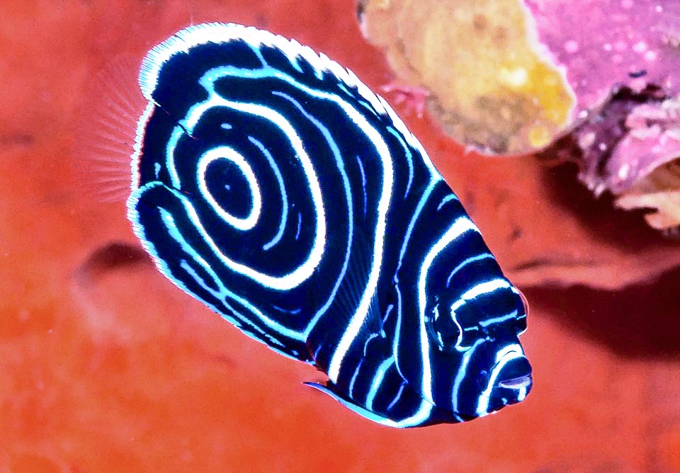 Juveniles of Pomacanthus imperator have very different livery, with white and turquoise concentric drawings on blue background presenting various phases.