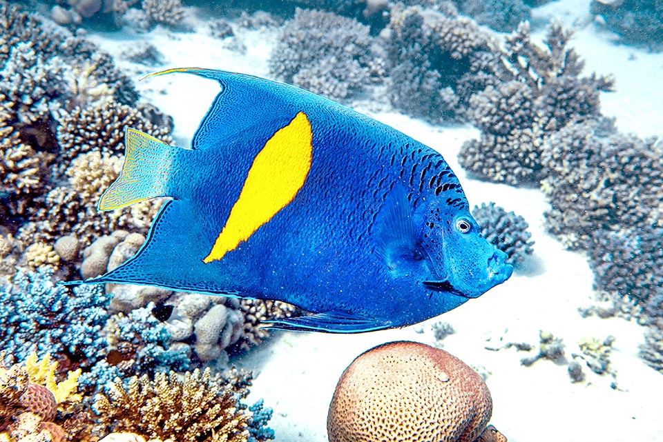 Pomacanthus maculosus nage seul ou en couple surtout en période de reproduction. Les œufs sont confiés aux courants. Les larves sont planctoniques.