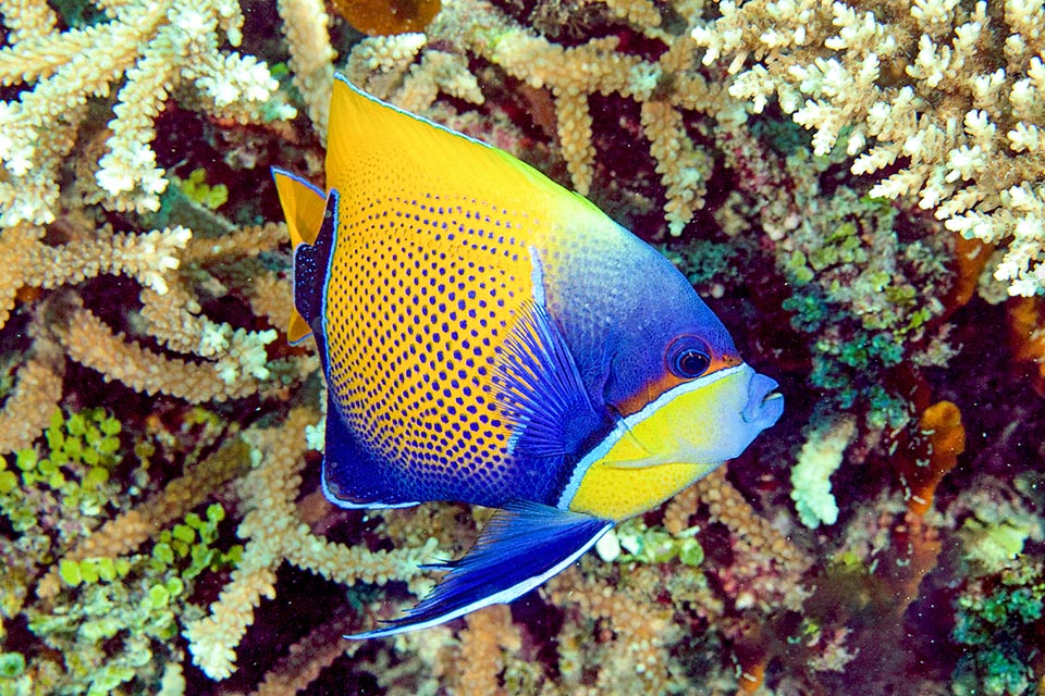 Pomacanthus navarchus lives alone or paired. The females, reached a certain size, may turn to males, and may hybridize with Pomacanthus xanthometopon © Mark Rosenstein 