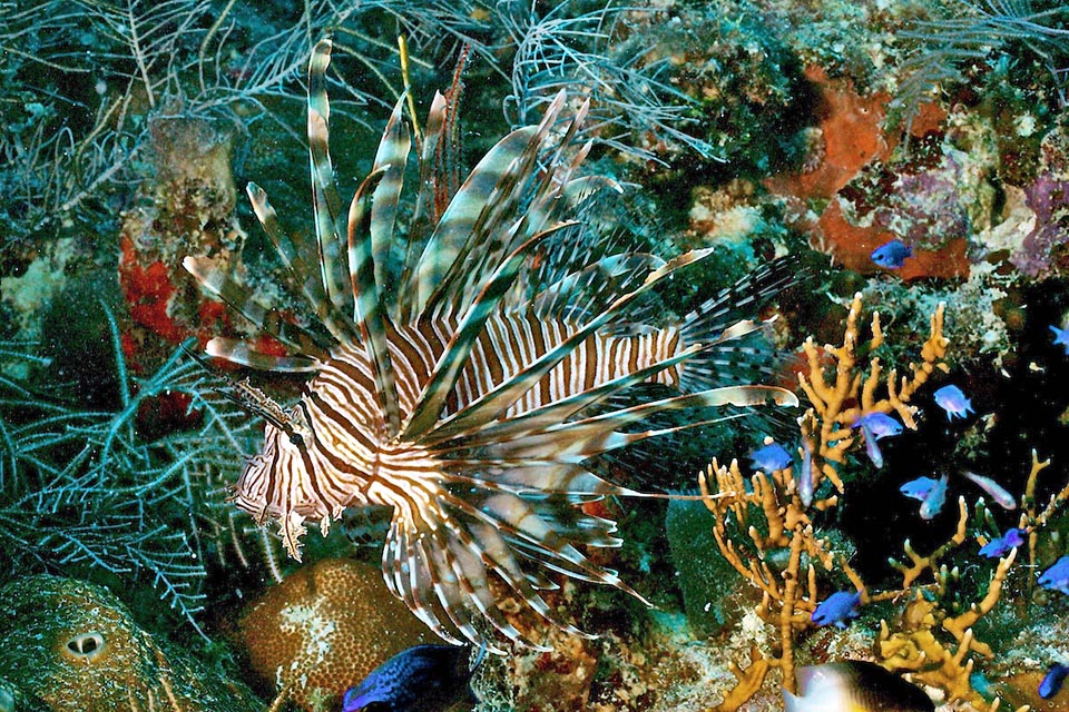 Nei Caraibi Pterois volitans non ha nemici naturali. 