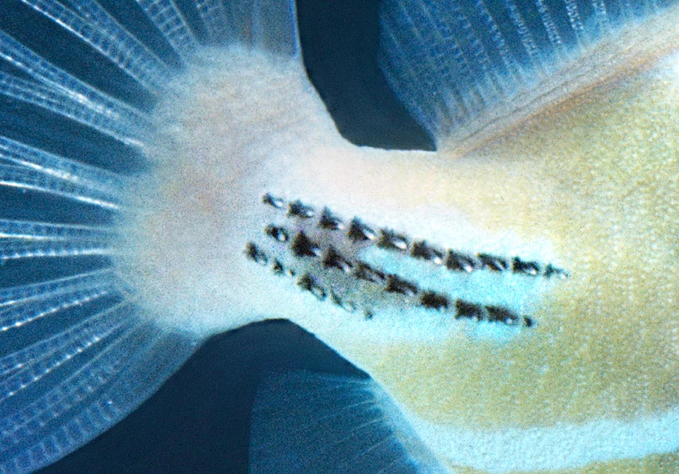 Pour fouetter les intrus il possède ensuite sur la queue une série d'épines soulignées par des traits noirs d'où le nom scientifique de l'espèce.