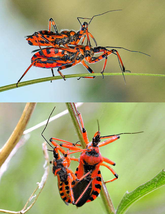 Found a female, the male goes on its back waiting for this one to be available for mating. It is smaller and during the copula it can transport it in less exposed locations of the plant 