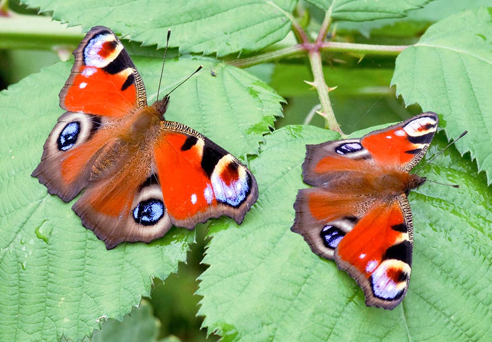 Aglais io, Nymphalidae, Inachis, European Peacock