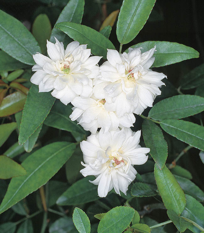 Les petites fleurs doubles de Rosa banksiae var. banksiae ont de nombreux pétales et pétaloïdes et sont parfumées.