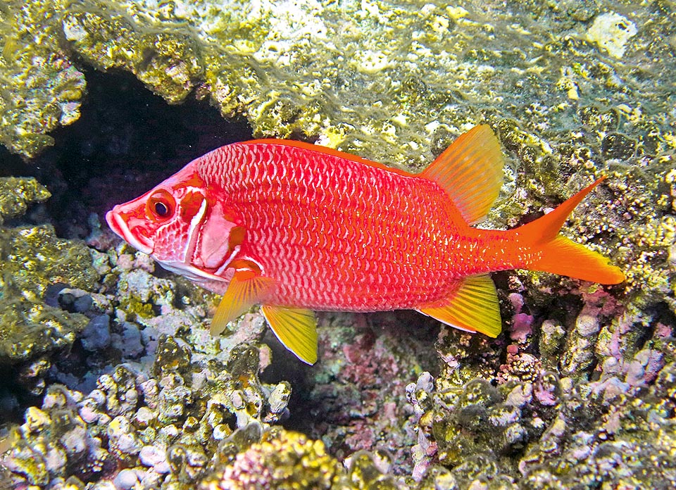 Sargocentron spiniferum, Holocentridae, Spiny squirrel fish