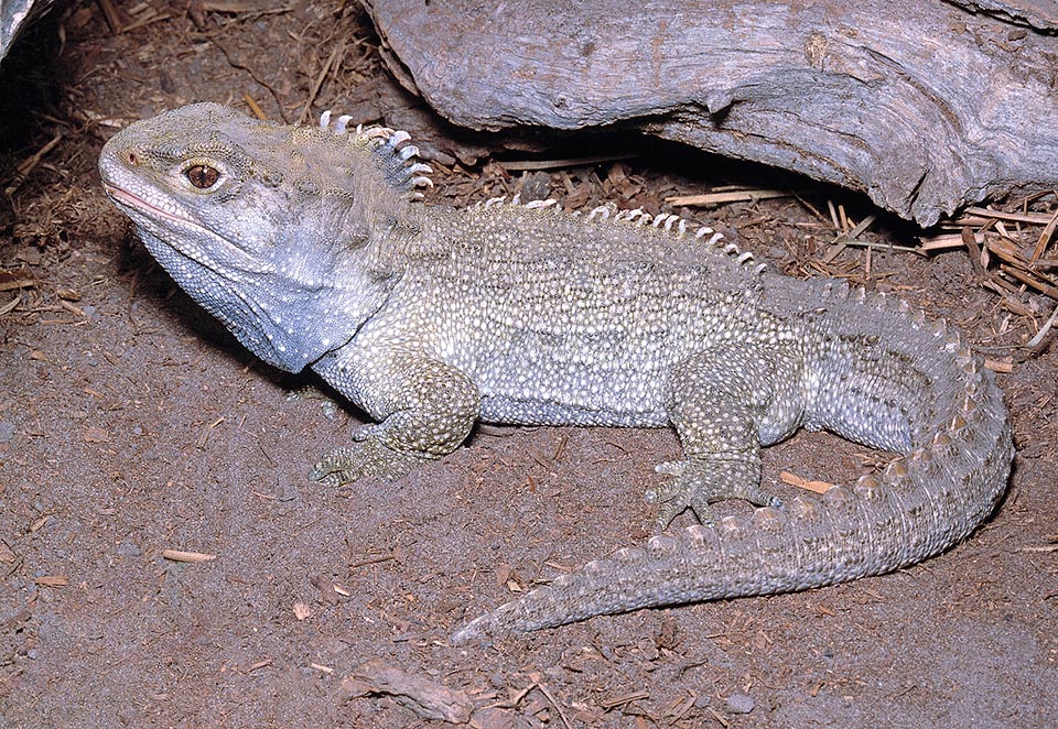 Sphenodon punctatus, Sphenodontidae, tuatara