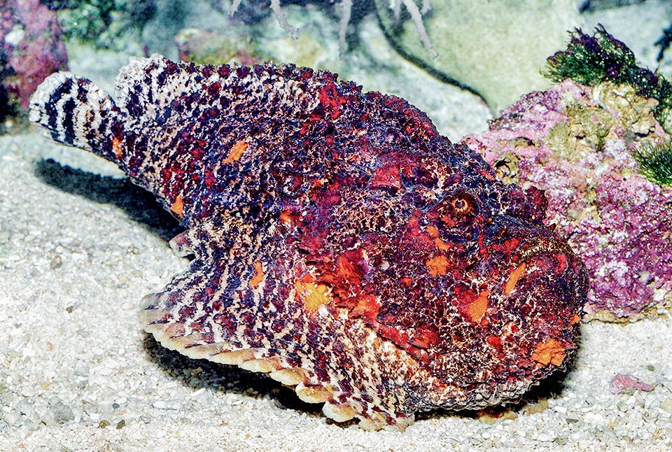 Here it's more visible: a scaleless fish, covered by warts, the broad mouth, short snout, showy pectoral fins and the rounded tail.