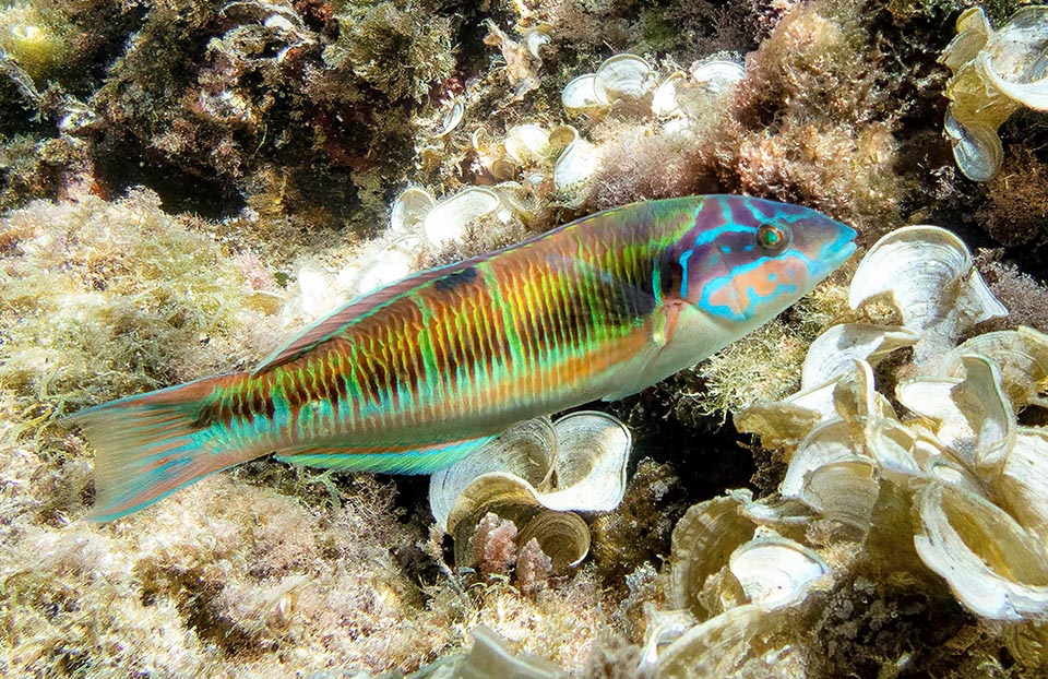 Thus we reach the intermediate livery corresponding to the female one, and being a hermaphrodite and protogynous species, these while growing may turn into males. But it could also be a growing specimen born already male. It is the livery that in the past had originated Thalassoma pavo variety unimaculata.