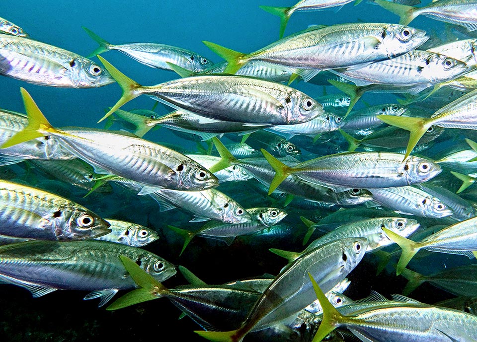 Une femelle peut pondre 140 000 œufs. Pourtant, très pêché pour être vendu frais, congelé, fumé ou en conserve, Trachurus trachurus est aujourd'hui considéré vulnérable.