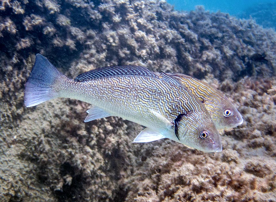 Si nutre grufolando sola o in piccoli gruppi alla ricerca di molluschi, vermi, crostacei ed echinodermi.