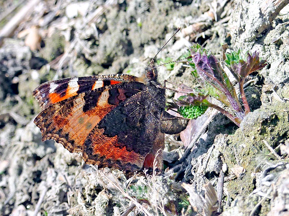 Aglais urticae, Nymphalidae, Mariposa de la ortiga, Ortiguera