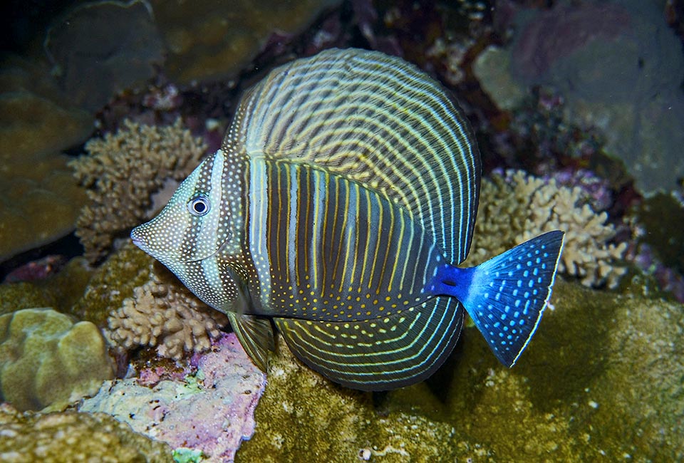 Al anochecer, la librea de Zebrasoma desjardinii se vuelve más oscura, con matices que tienden al verdoso, mientras que el azul de la aleta caudal se ilumina.