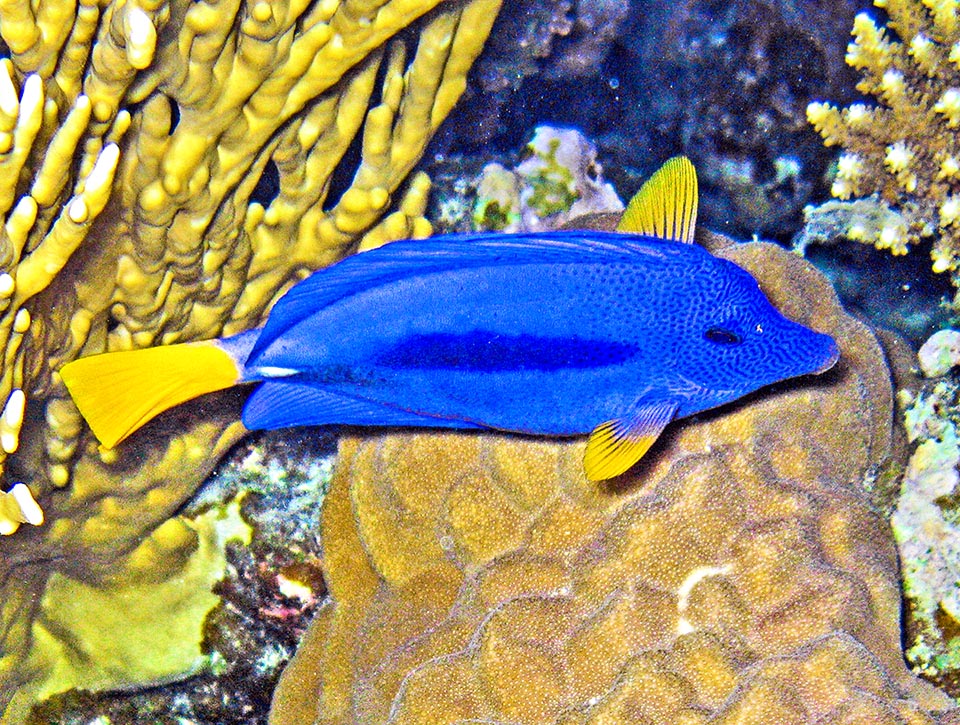 La librea de Zebrasoma xanthurum es muy variable, siendo la parte externa de las aletas pectorales y la cola amarillas. En los costados, según el estado de ánimo, se pueden ver bandas oscuras © Gianemilio Rusconi