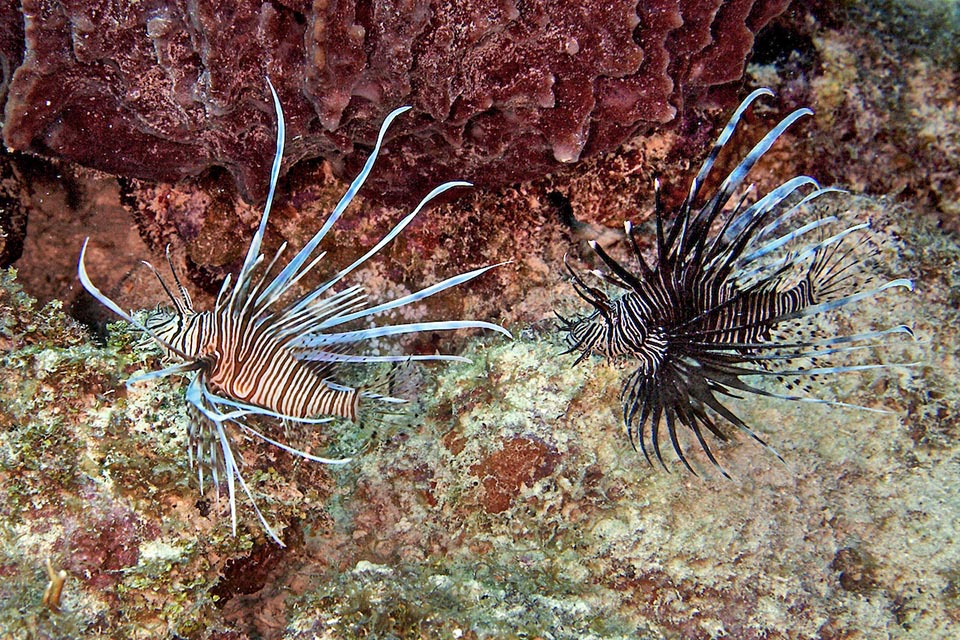 Pterois volitans shape and colour are quite variable. Along the rocky coasts and the estuaries it is not rare to meet even almost black specimens.