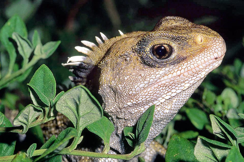 Sphenodon punctatus, Sphenodontidae, tuatara