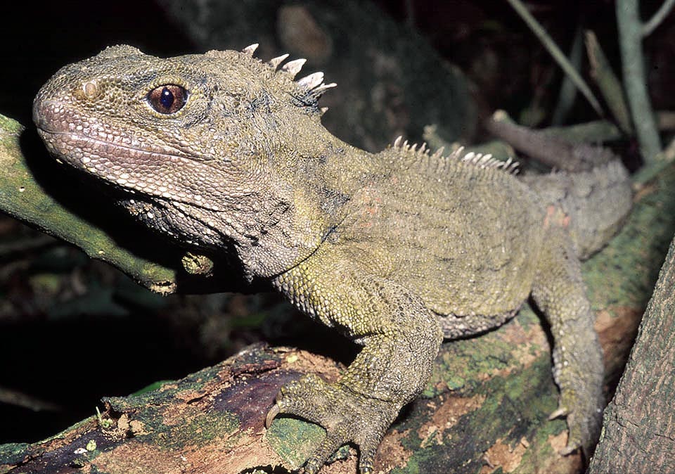 Sphenodon punctatus, Sphenodontidae, tuatara