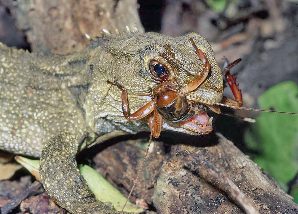 Sphenodon punctatus, Sphenodontidae, tuatara